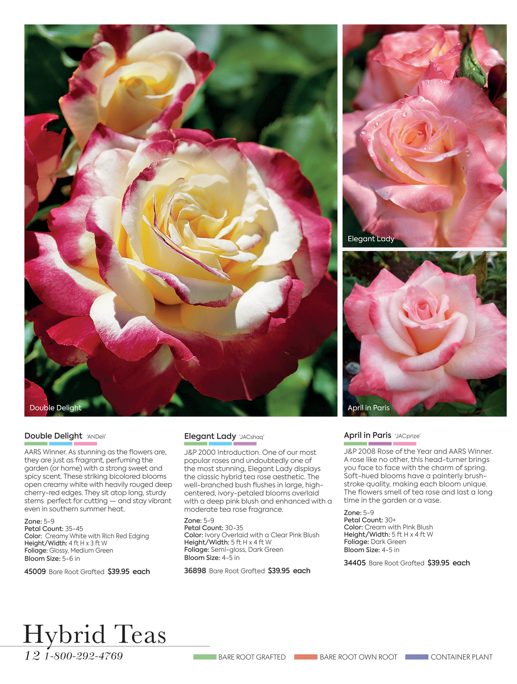 Perkins Roses Catalog Catalog Library