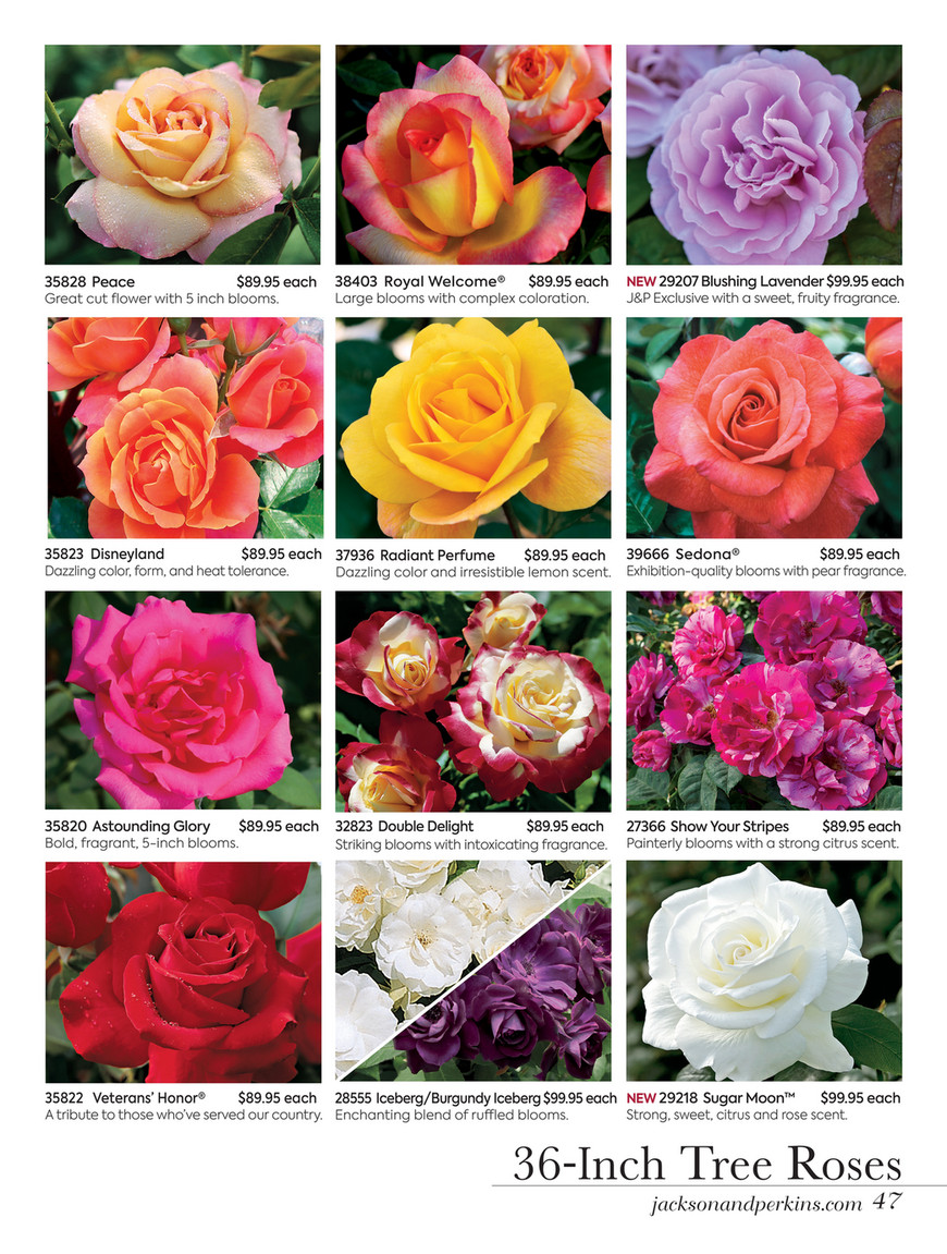 Perkins Roses Catalog Catalog Library