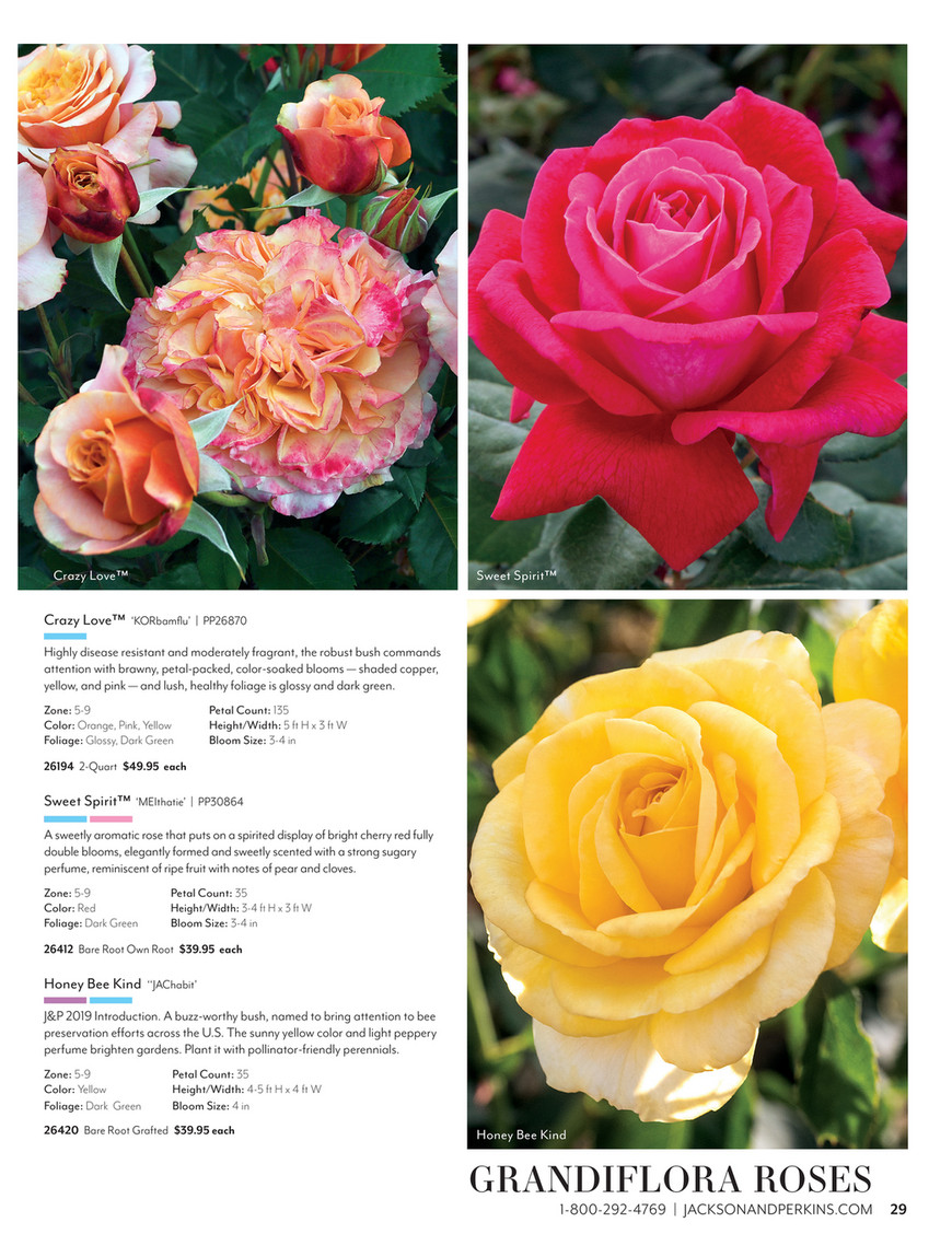 Jackson & Perkins - JP 2024 Spring ecatalog - Honey Bee Kind Grandiflora  Rose