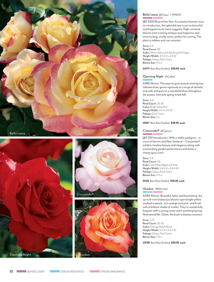 Rose*゜ e2af3ba4-bccd-48a1-8d45-