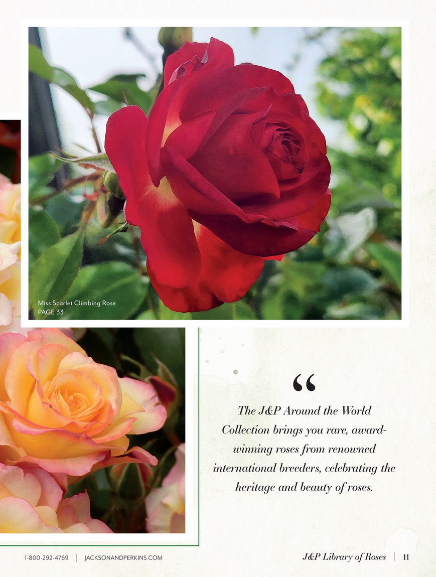 Jackson & Perkins - JP 2024 Spring ecatalog - Golden Zest