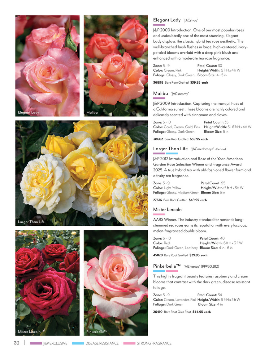Jackson & Perkins - J&P 2025 Spring Catalog - Cecile Brunner