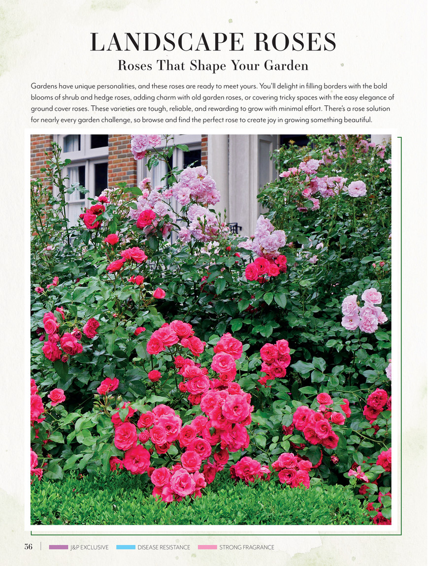Roseページ il_fullxfull.6373559105_1xrd.jpg