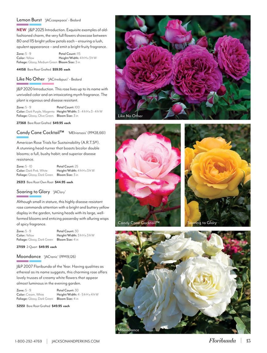 Jackson & Perkins - J&P 2025 Spring Catalog - Blue Chip Floribunda