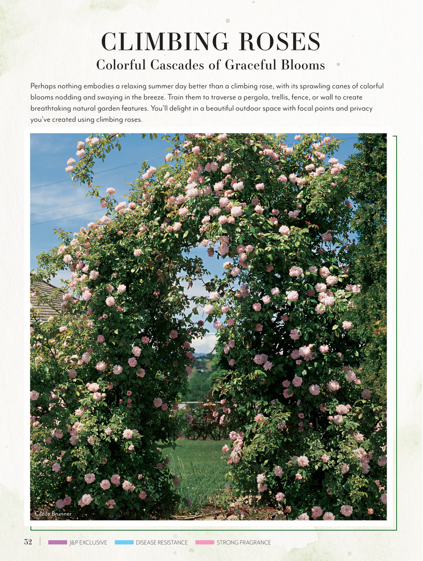Jackson & Perkins - J&P 2025 Spring Catalog - Larger Than