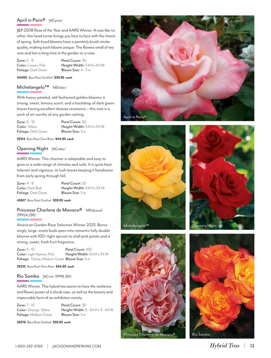 Light Pink Flower Rosehip Name -rose- Stock Photo 248580127 | Shutterstock, image size:869x1150