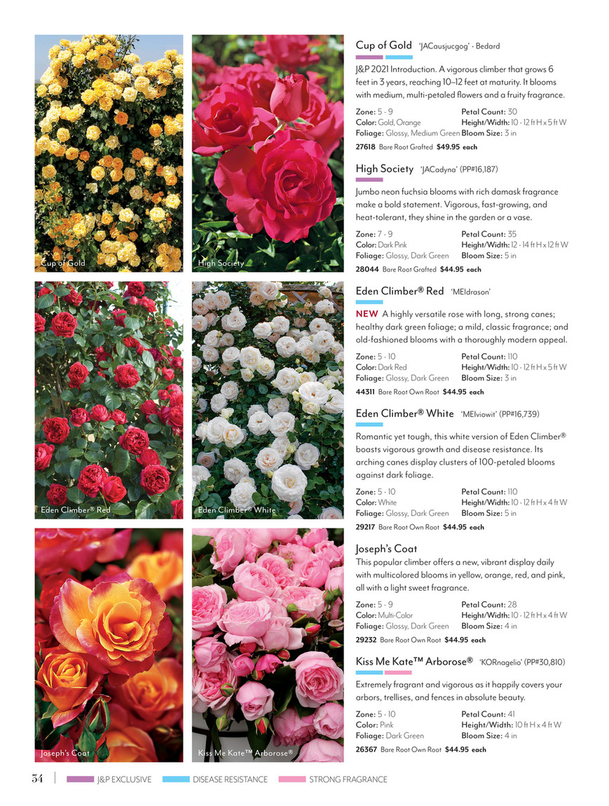 Roseページ il_fullxfull.6373559105_1xrd.jpg
