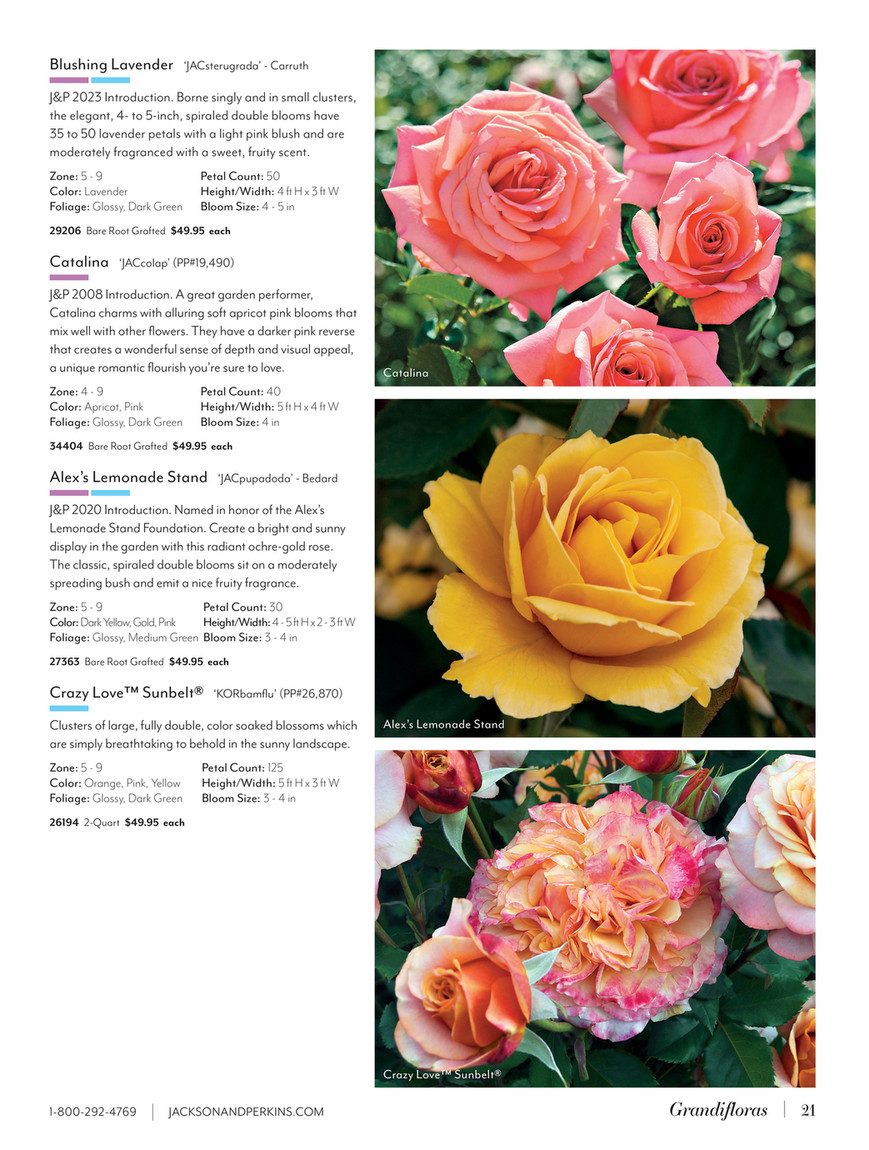 Jackson & Perkins - J&P 2025 Spring Catalog - Black Cherry