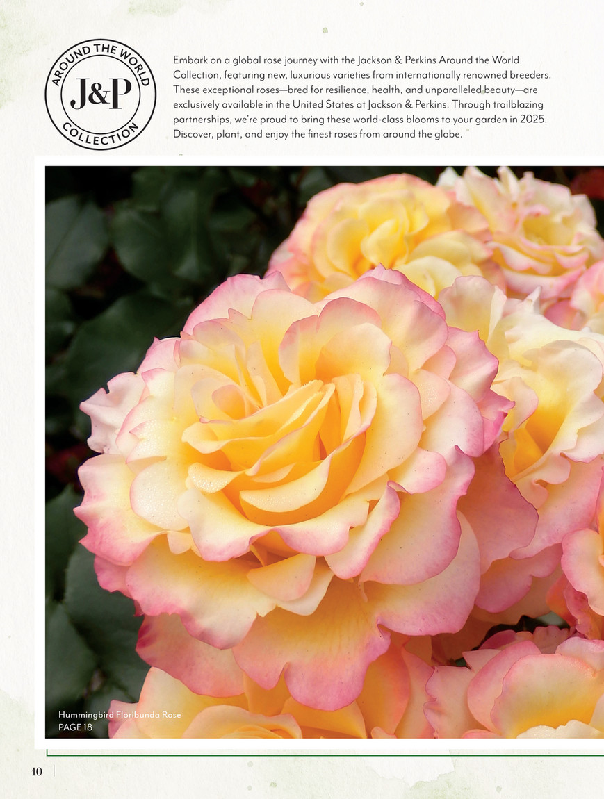 Jackson & Perkins - J&P 2025 Spring Catalog - Lemon Burst