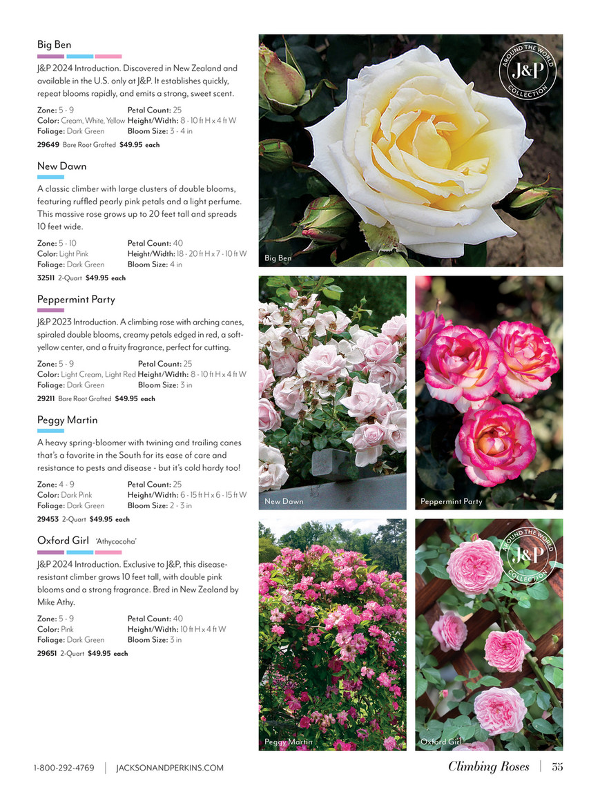 Jackson & Perkins - J&P 2025 Spring Catalog - Cecile Brunner