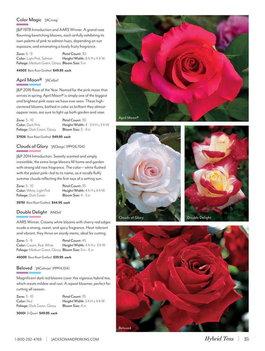 Jackson & Perkins - J&P 2025 Spring Catalog - Color Magic