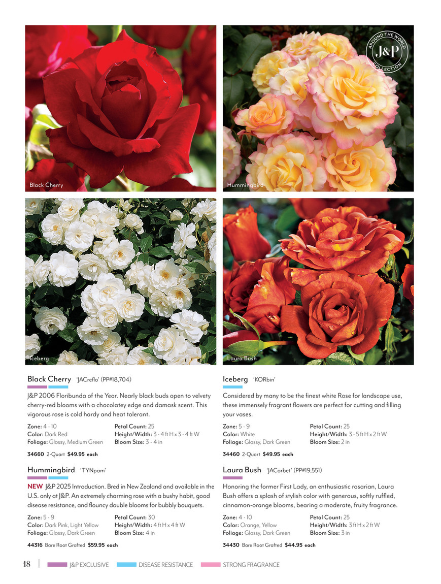 Jackson & Perkins - J&P 2025 Spring Catalog - Our Lady of