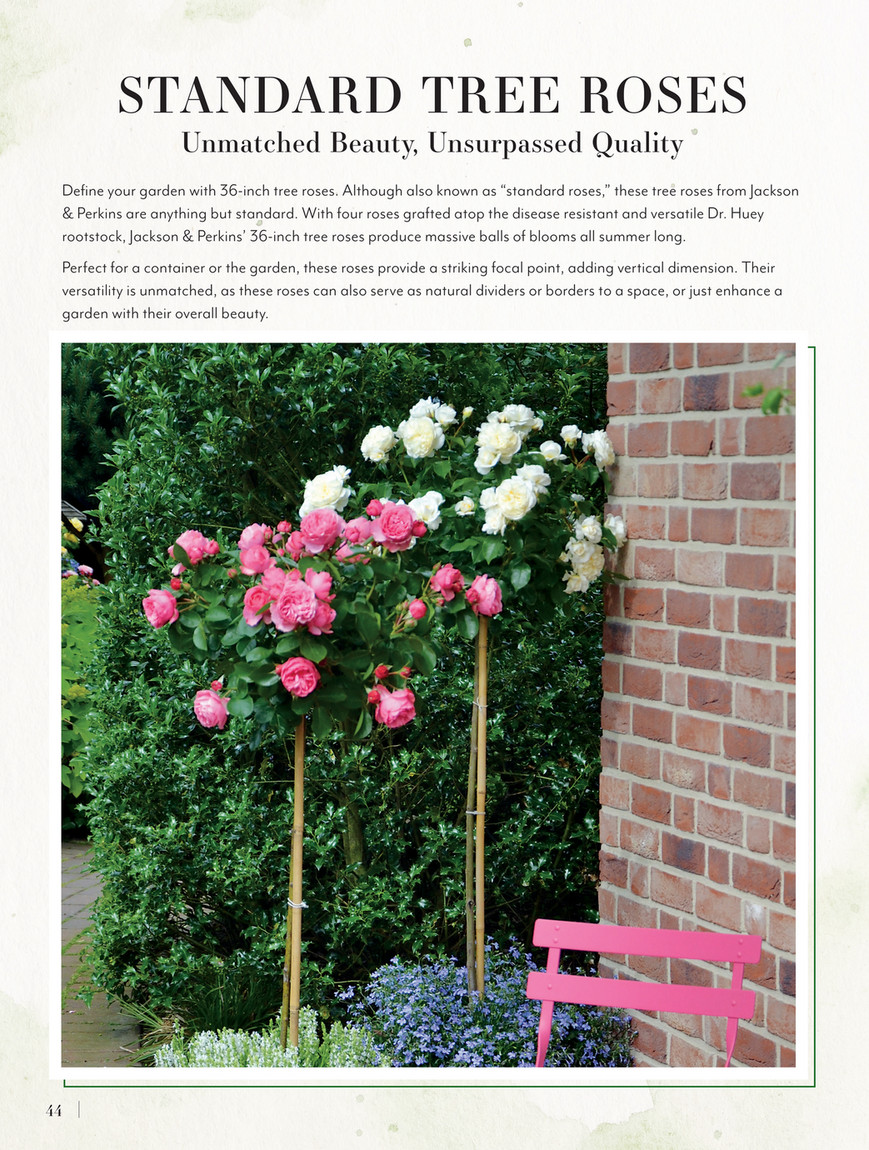 Jackson & Perkins - J&P 2025 Spring Catalog - Sedona® 36-Inch