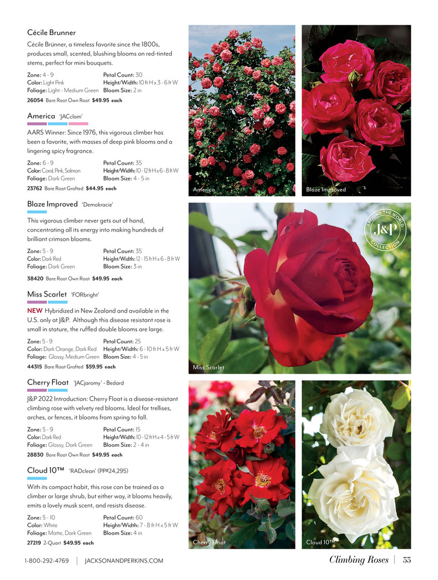 邦楽 the price of being a rose is loneliness Amazon.co.jp: the price of being a rose in loneliness: Music