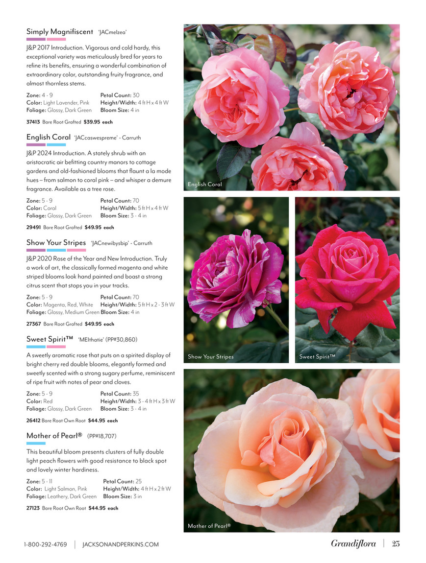 rose pinkのページです♪ A13649C-1.png?v=1737380708&