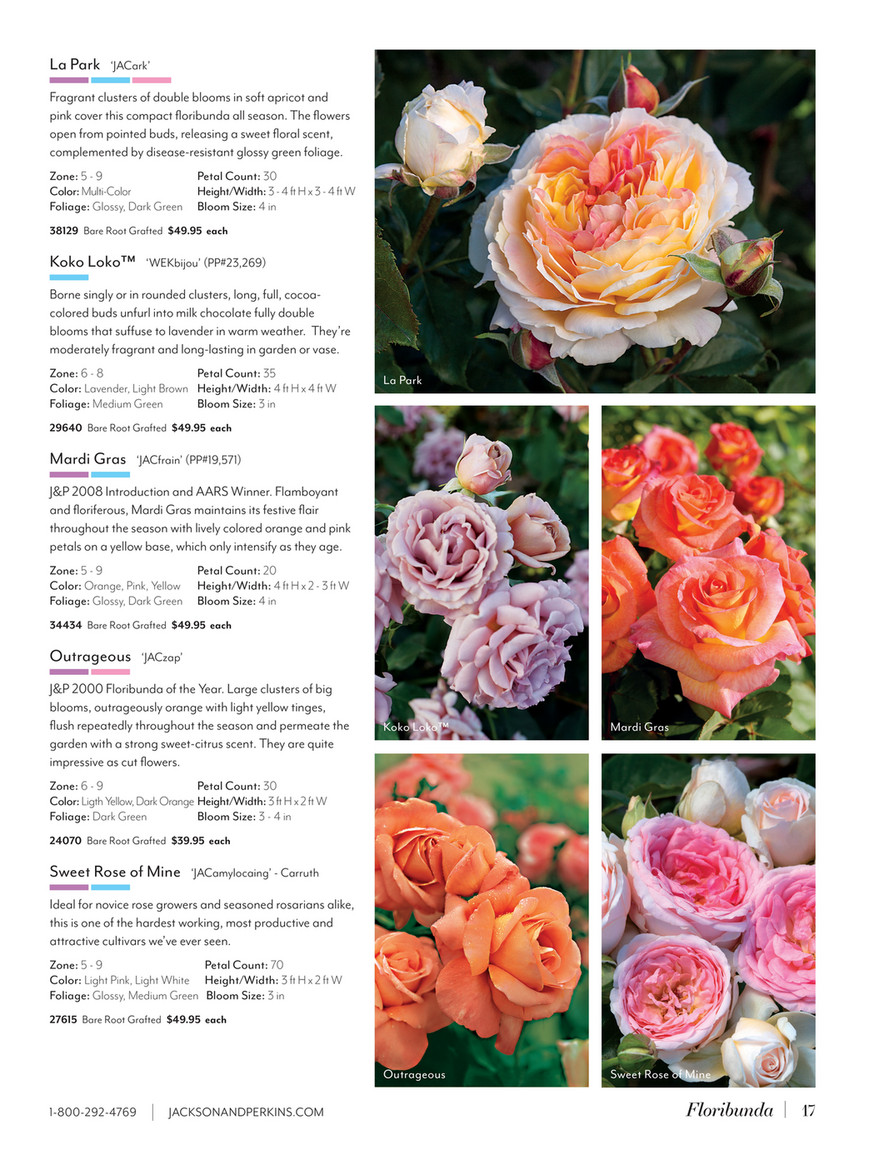 Jackson & Perkins - J&P 2025 Spring Catalog - Our Lady of