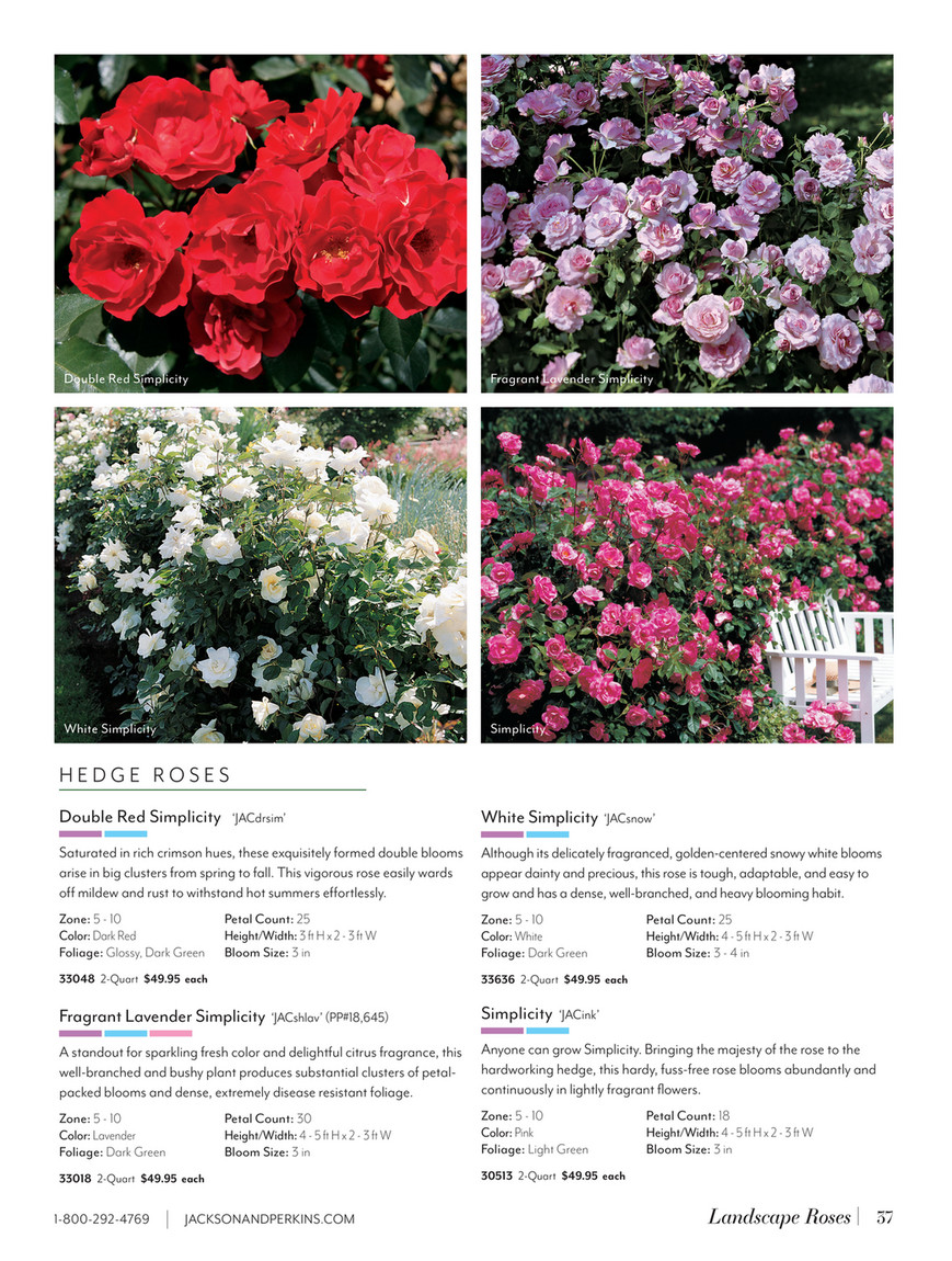 Jackson & Perkins - J&P 2025 Spring Catalog - Joseph's Coat