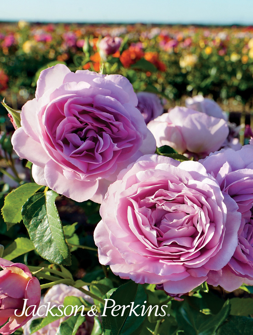Teapot w. Rose Knob – Eden Pink – Herend Experts