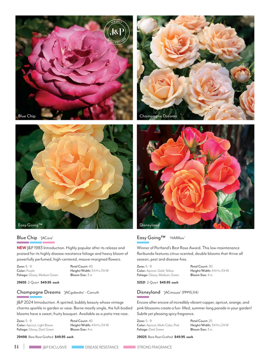 Jackson & Perkins - J&P 2025 Spring Catalog - Blue Chip Floribunda