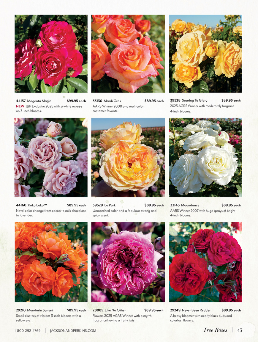Jackson & Perkins - J&P 2025 Spring Catalog - Sedona® 36-Inch