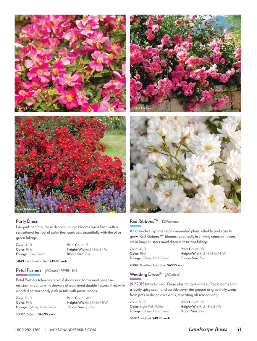 party dress groundcover rose Wedding dress groundcover rose growth