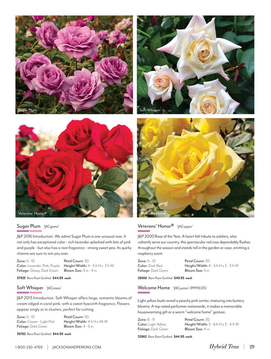 Jackson & Perkins - J&P 2025 Spring Catalog - Larger Than