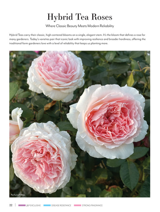Reliable Roses Elegant Lady Hybrid Tea Rose